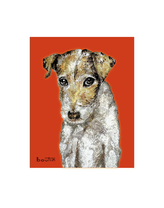 Luna the jack russell