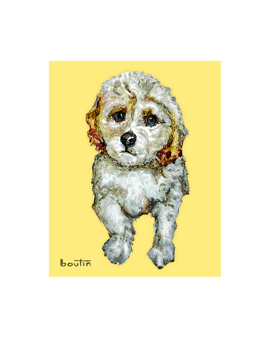 Prince- The Cockapoo