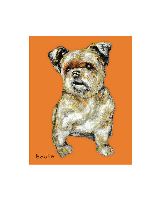 Mia-The Morkie